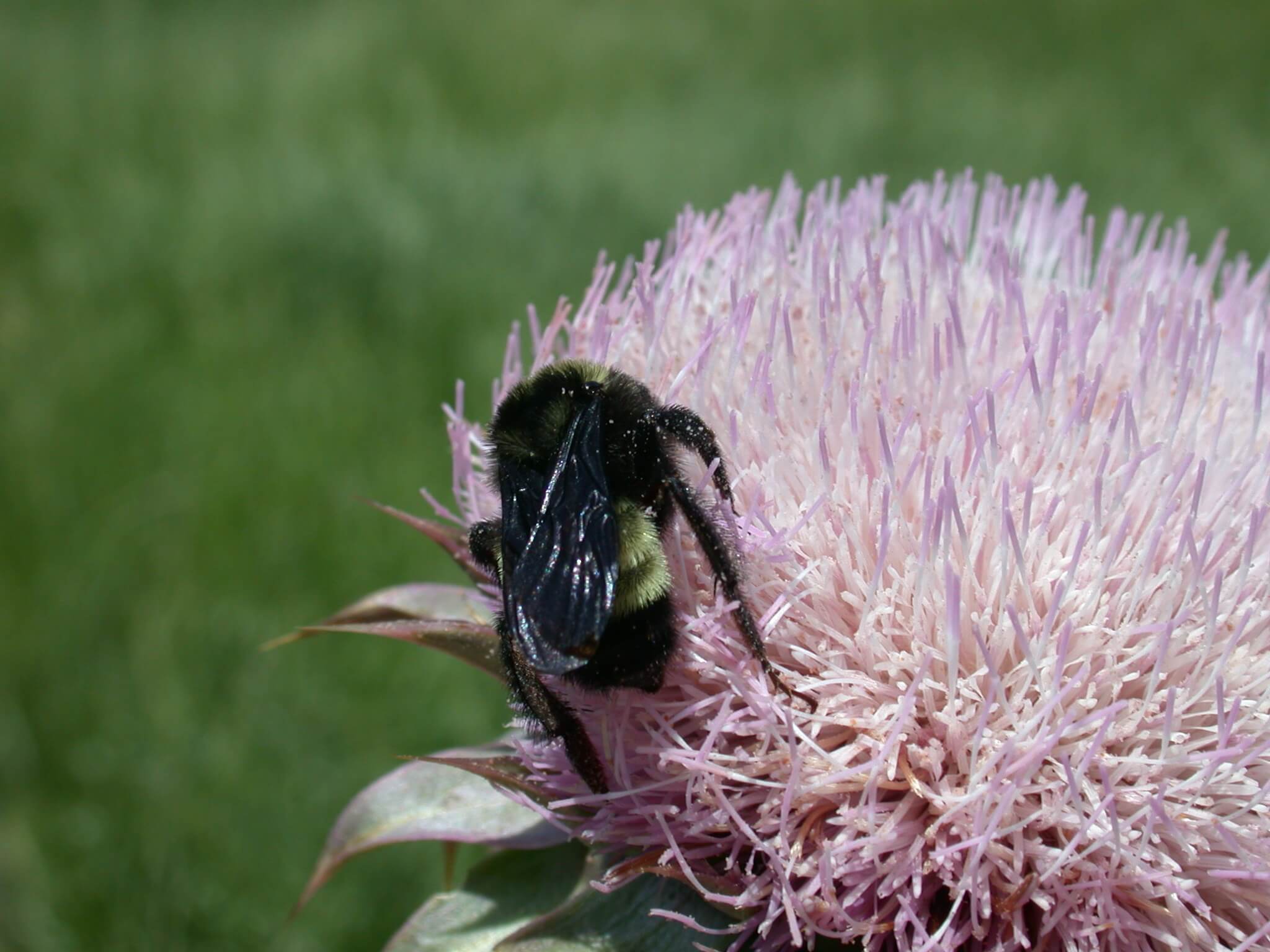 Bee on thistle bloom.