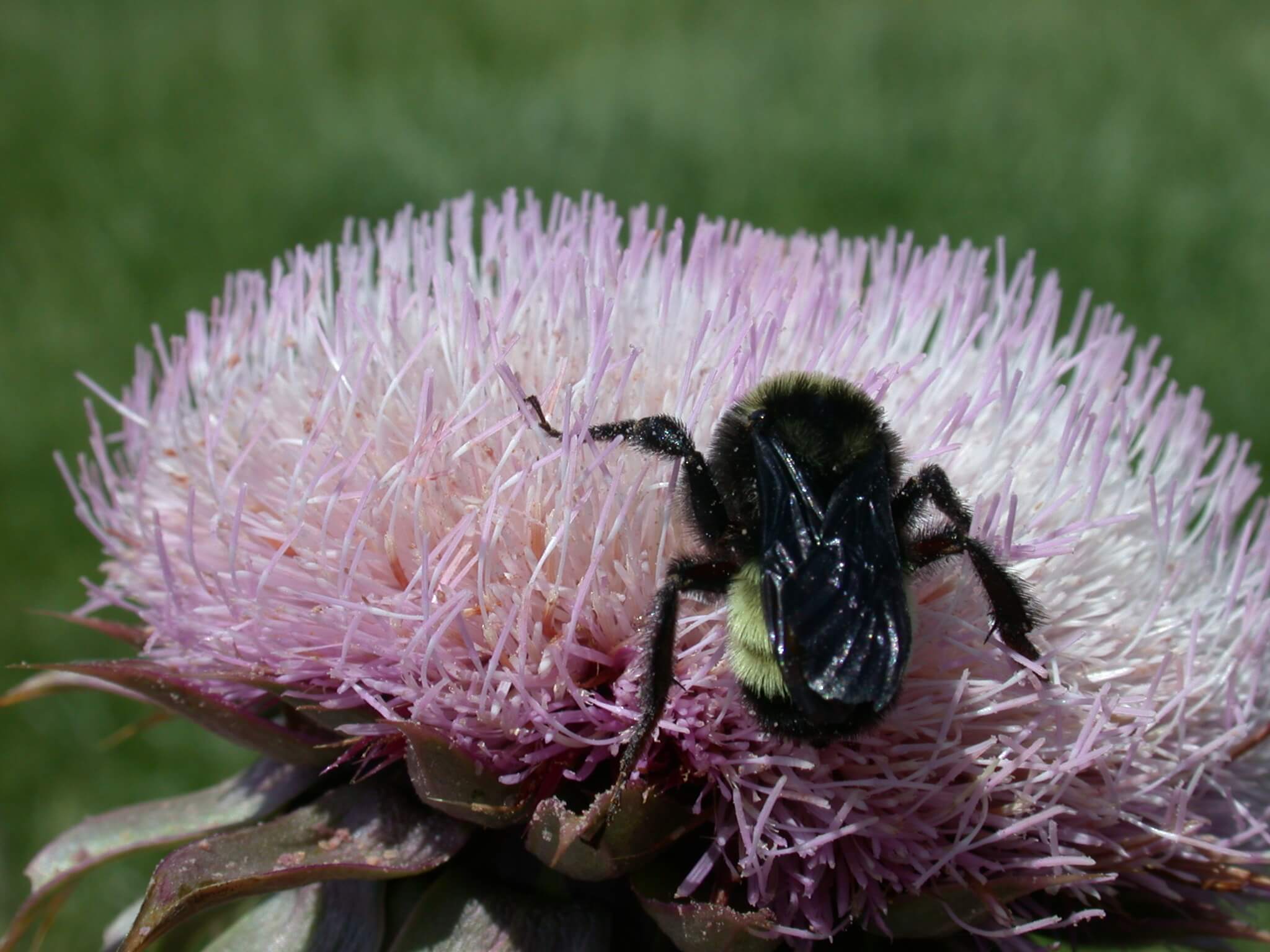 Bee on thistle bloom.