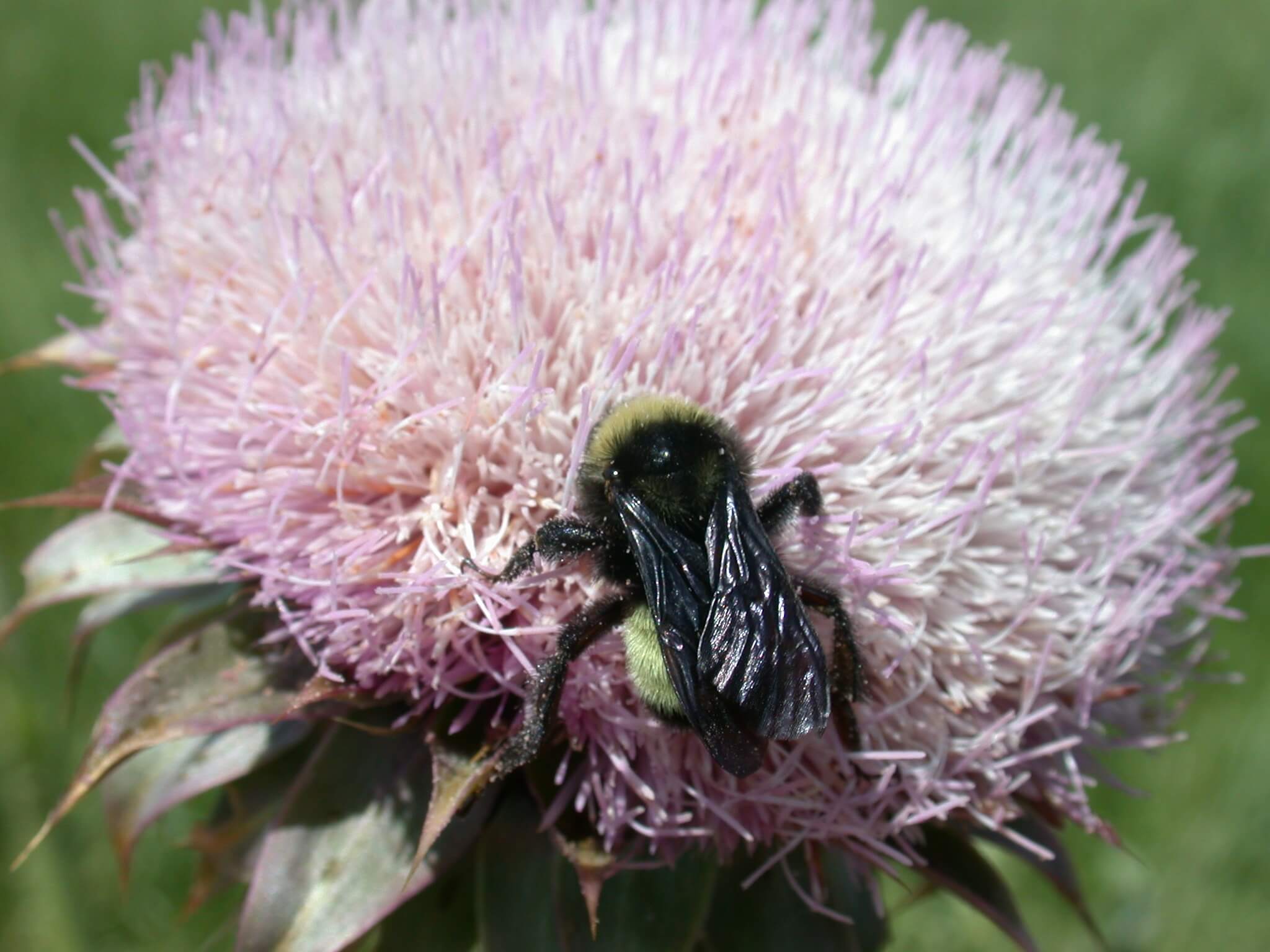 Bee on thistle bloom.