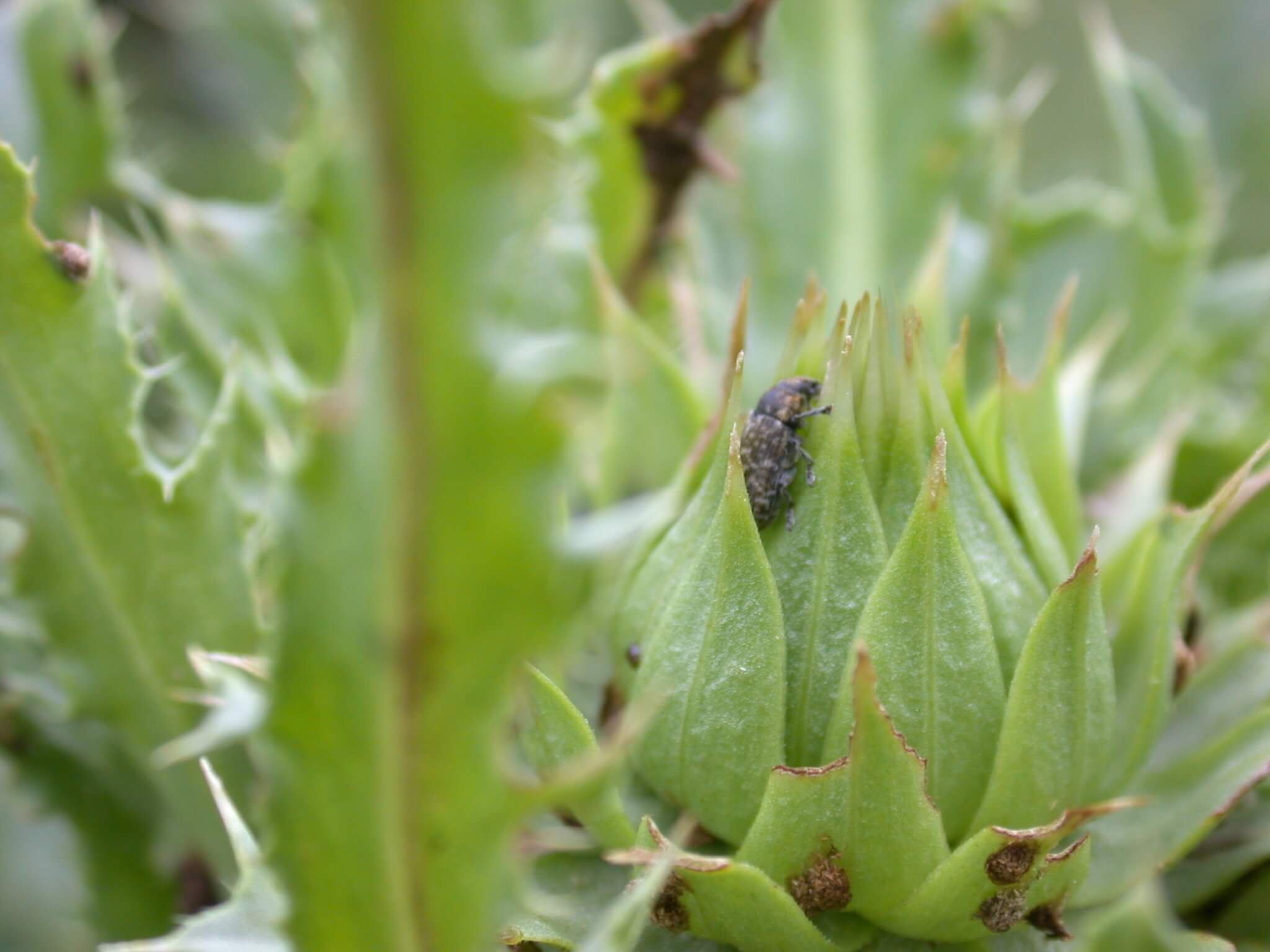 Bug on Thistle