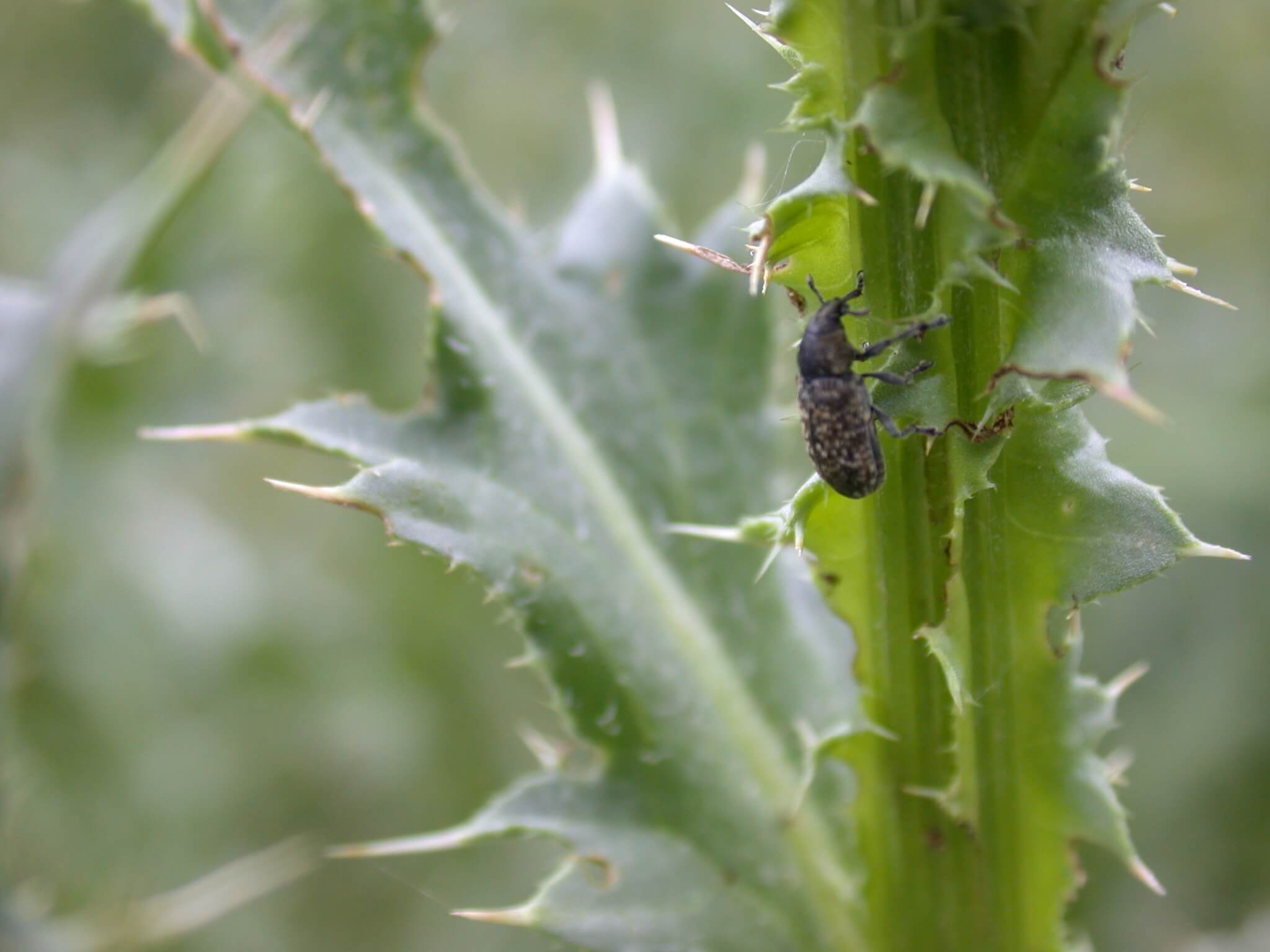 Bug on Thistle