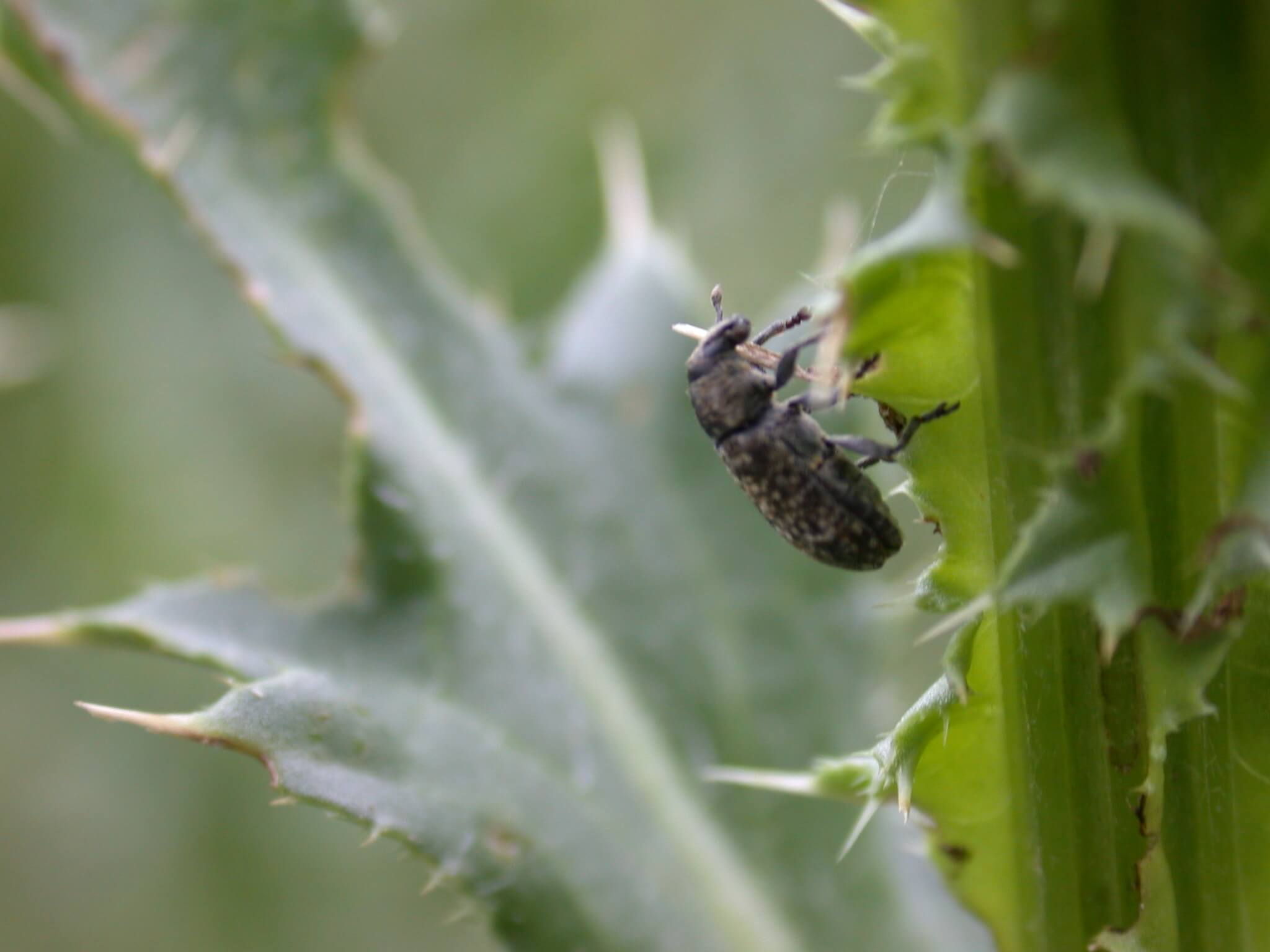 Bug on Thistle