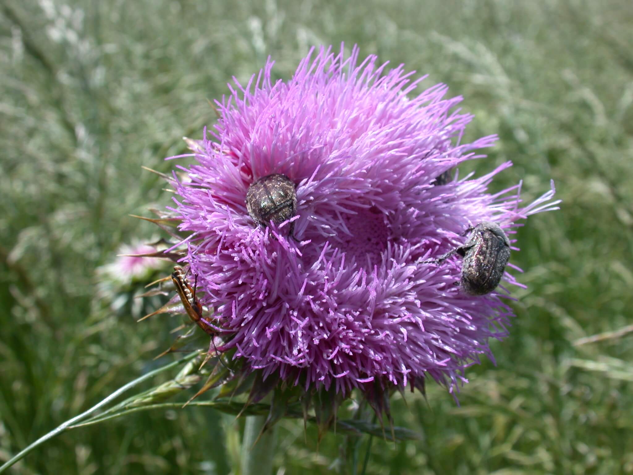 Bug on Thistle