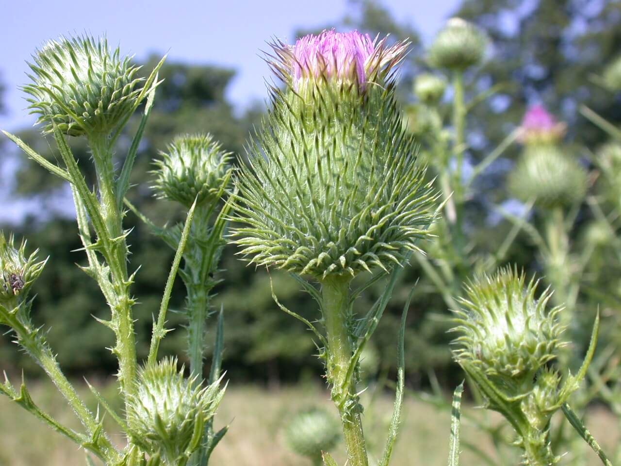 Bull Thistle Heads