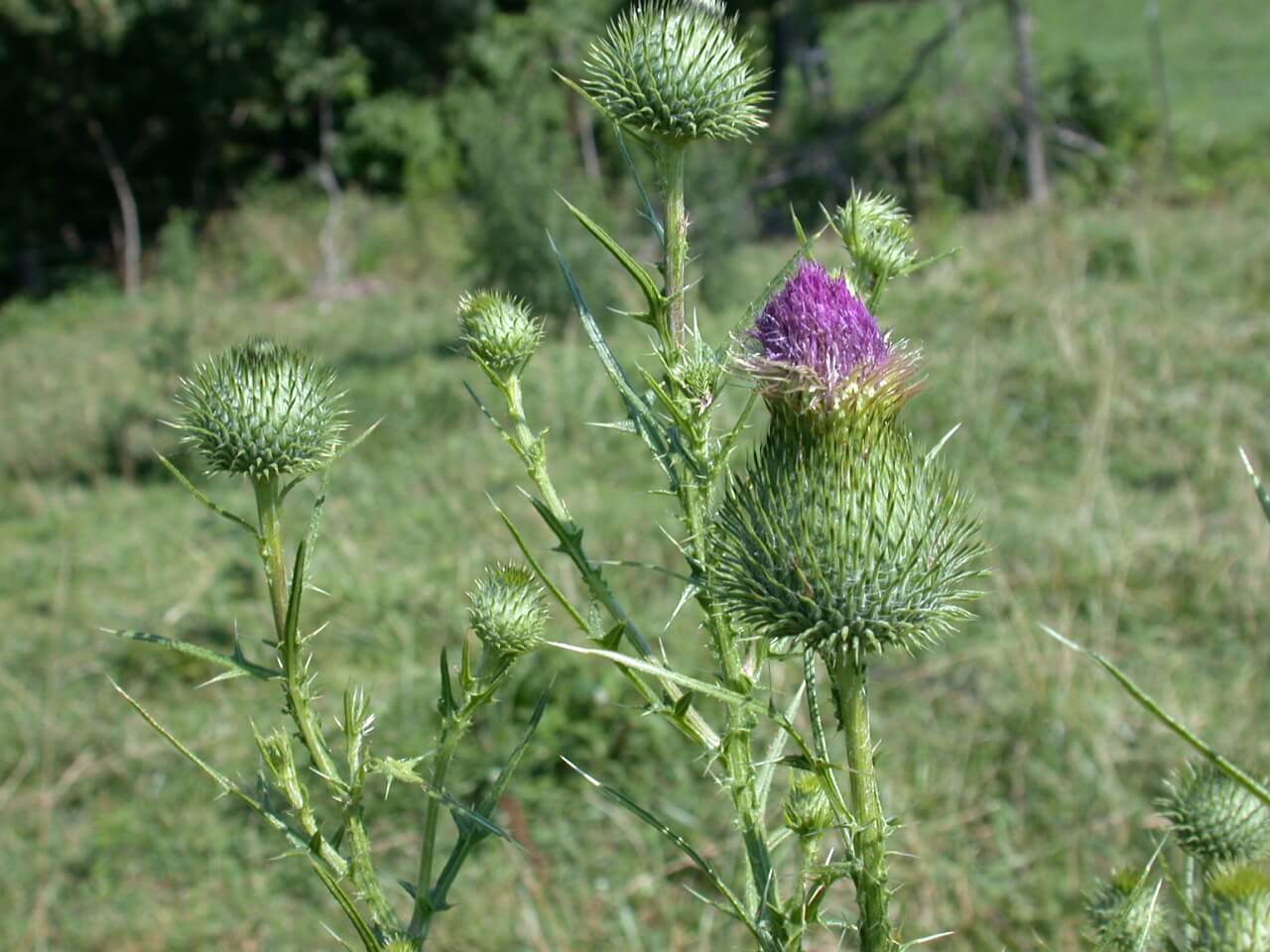 Bull Thistle Heads