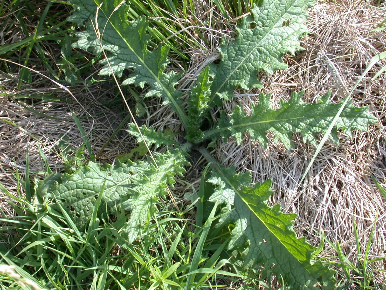 Bull Thistle Rosette