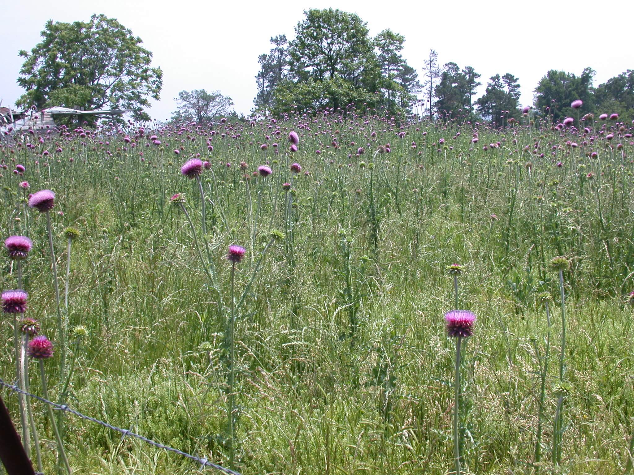 Field Thistle Bloom