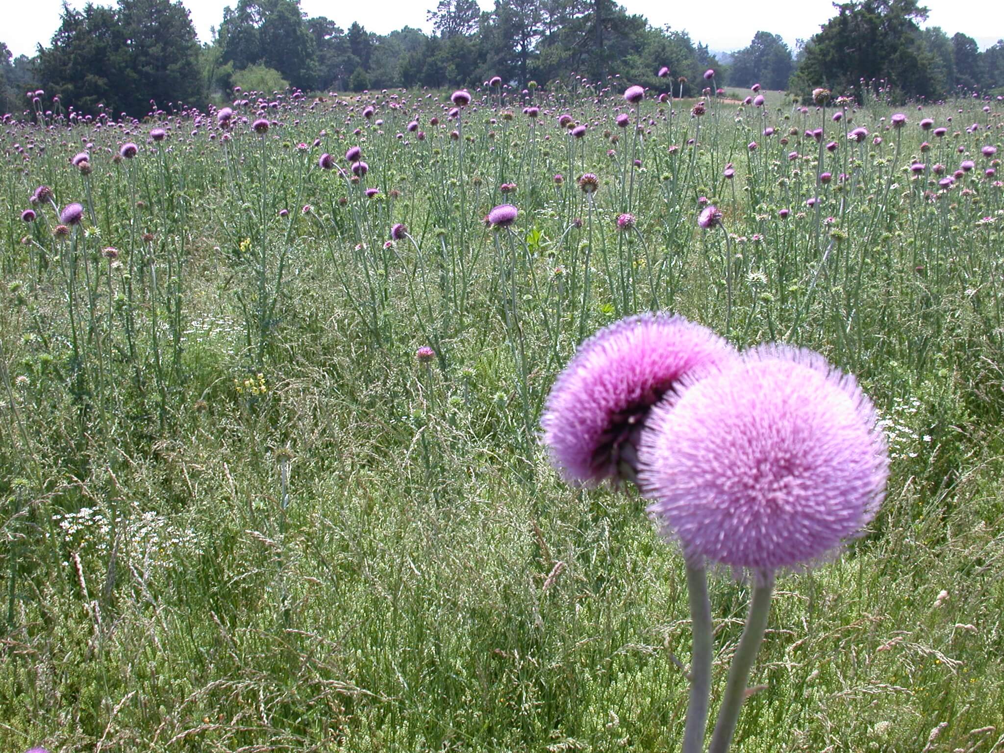 Field Thistle Bloom