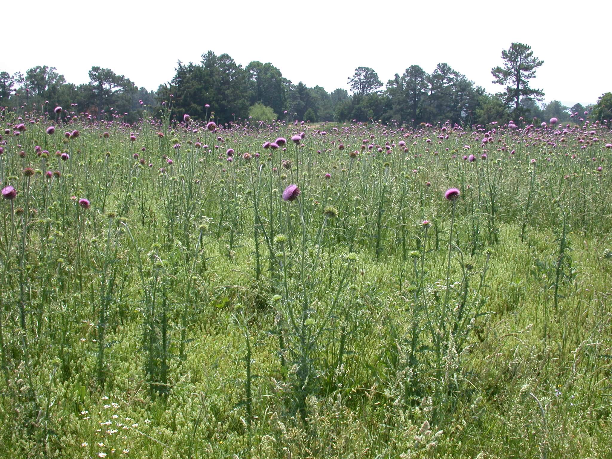 Field Thistle Bloom