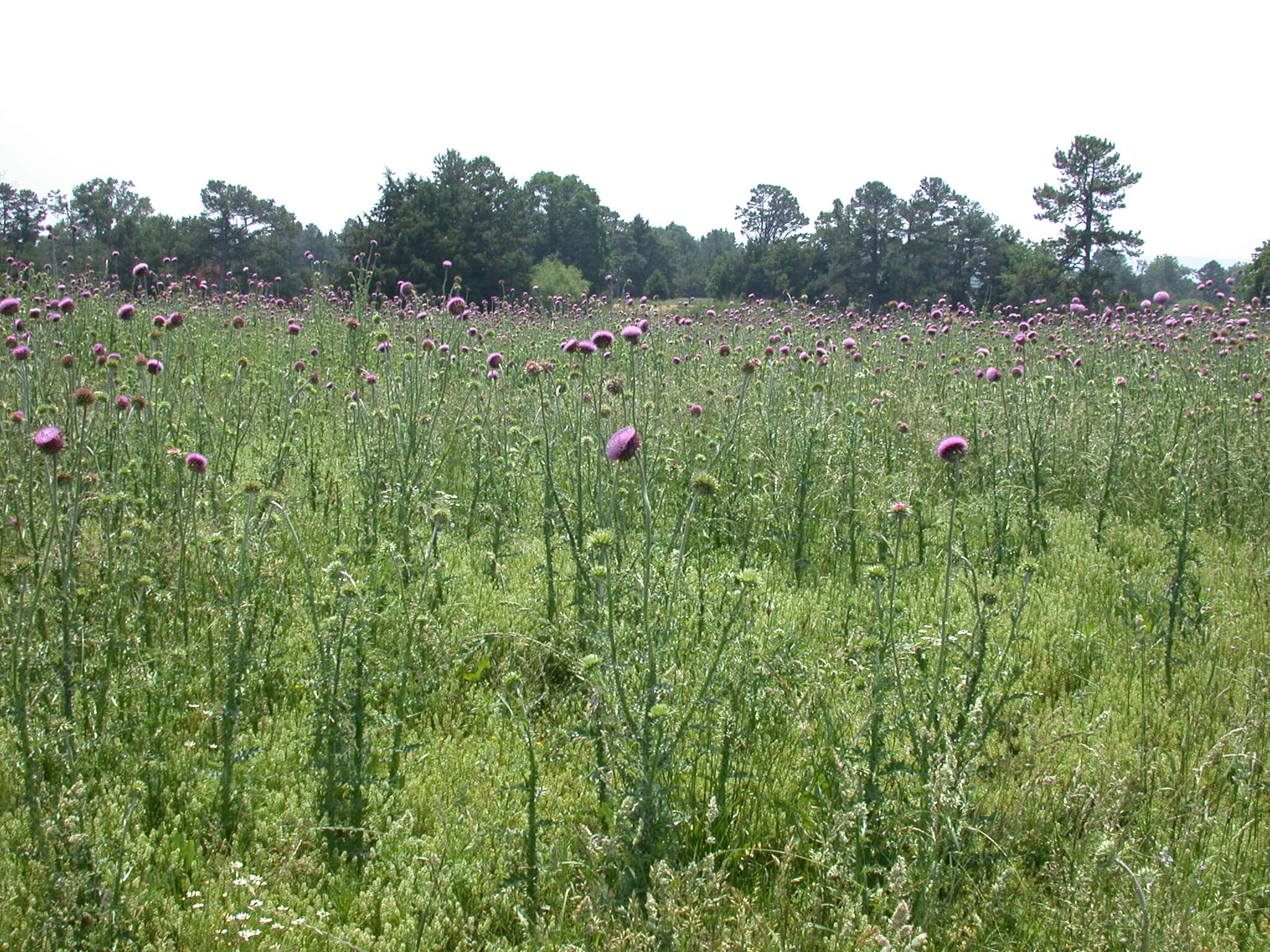 Field Thistle Bloom