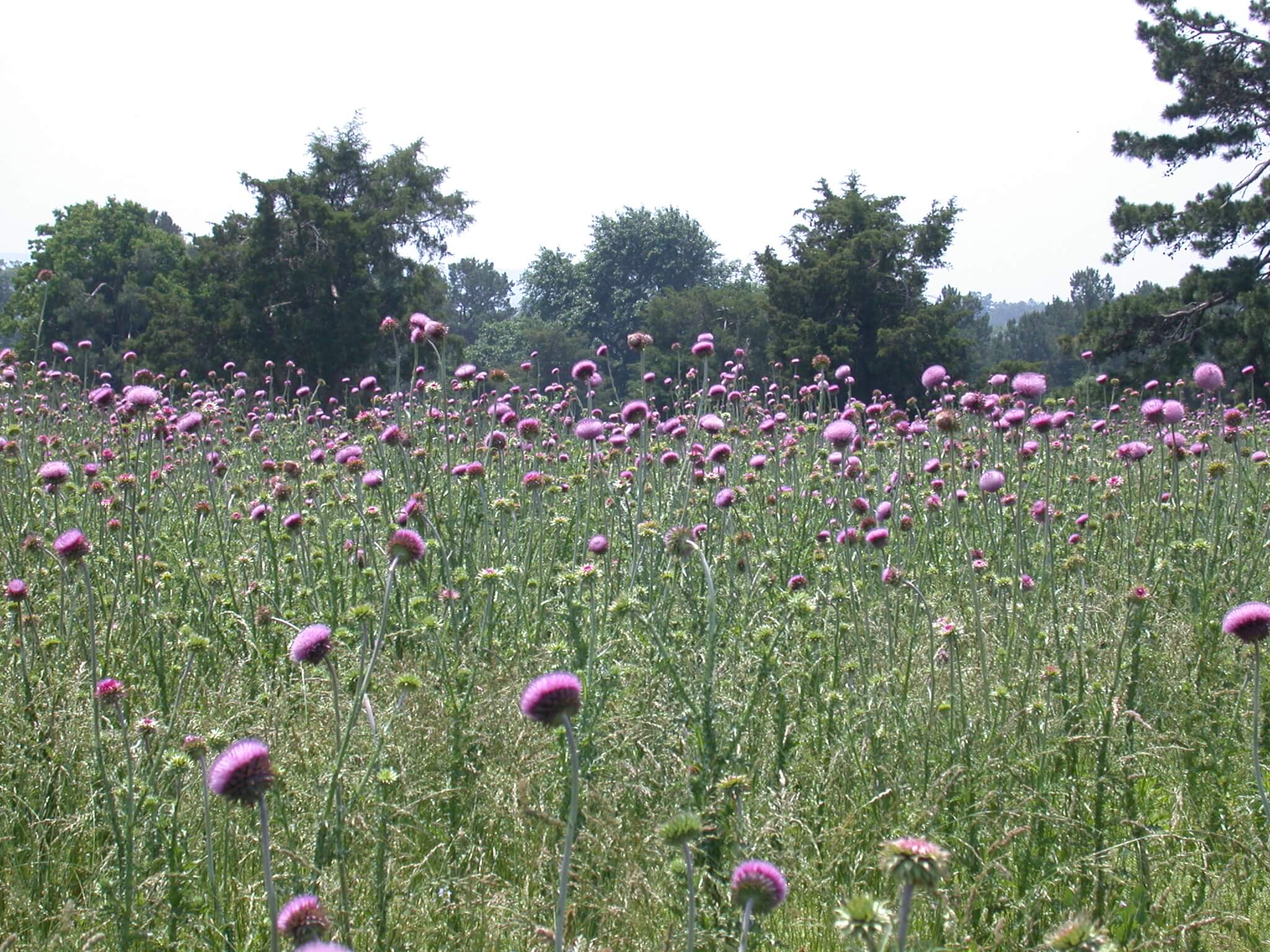 Field Thistle Bloom