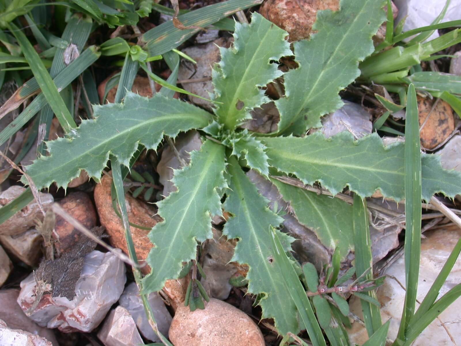 Ground Thistle