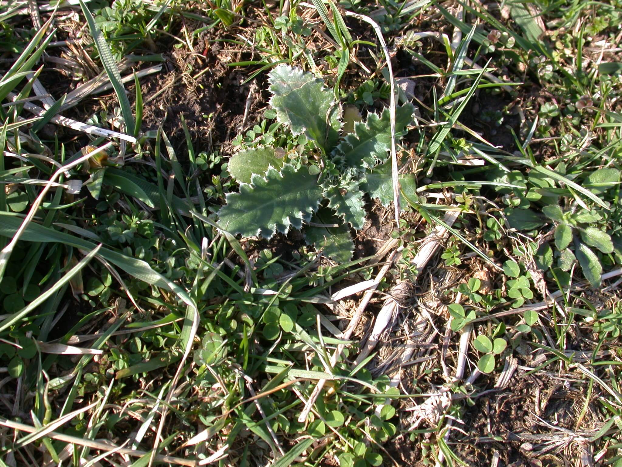 Ground Thistle