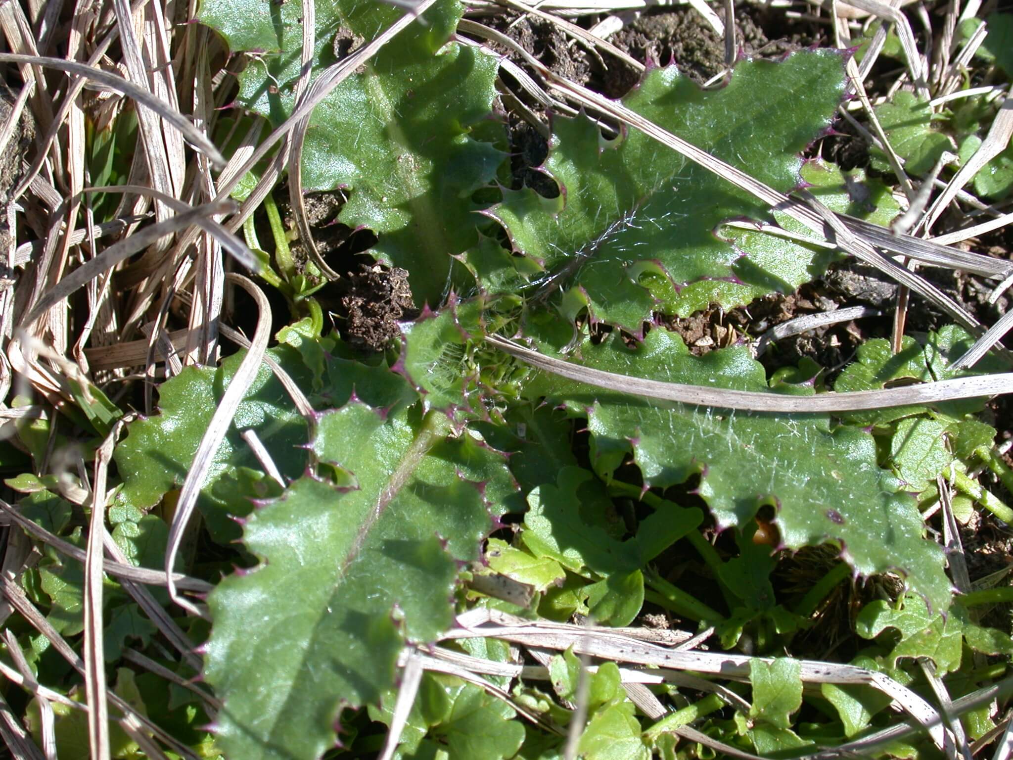 Ground Thistle