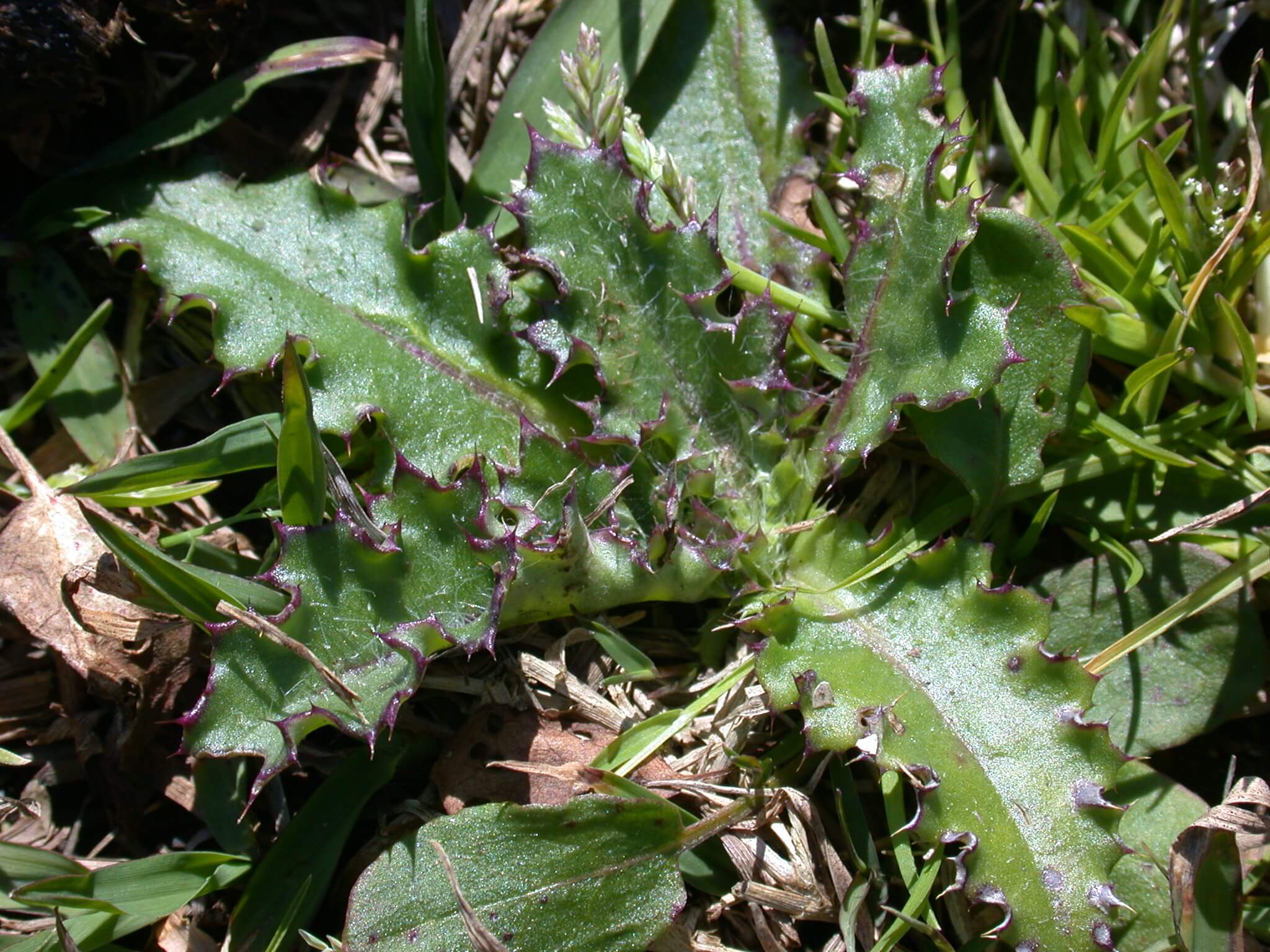 Ground Thistle