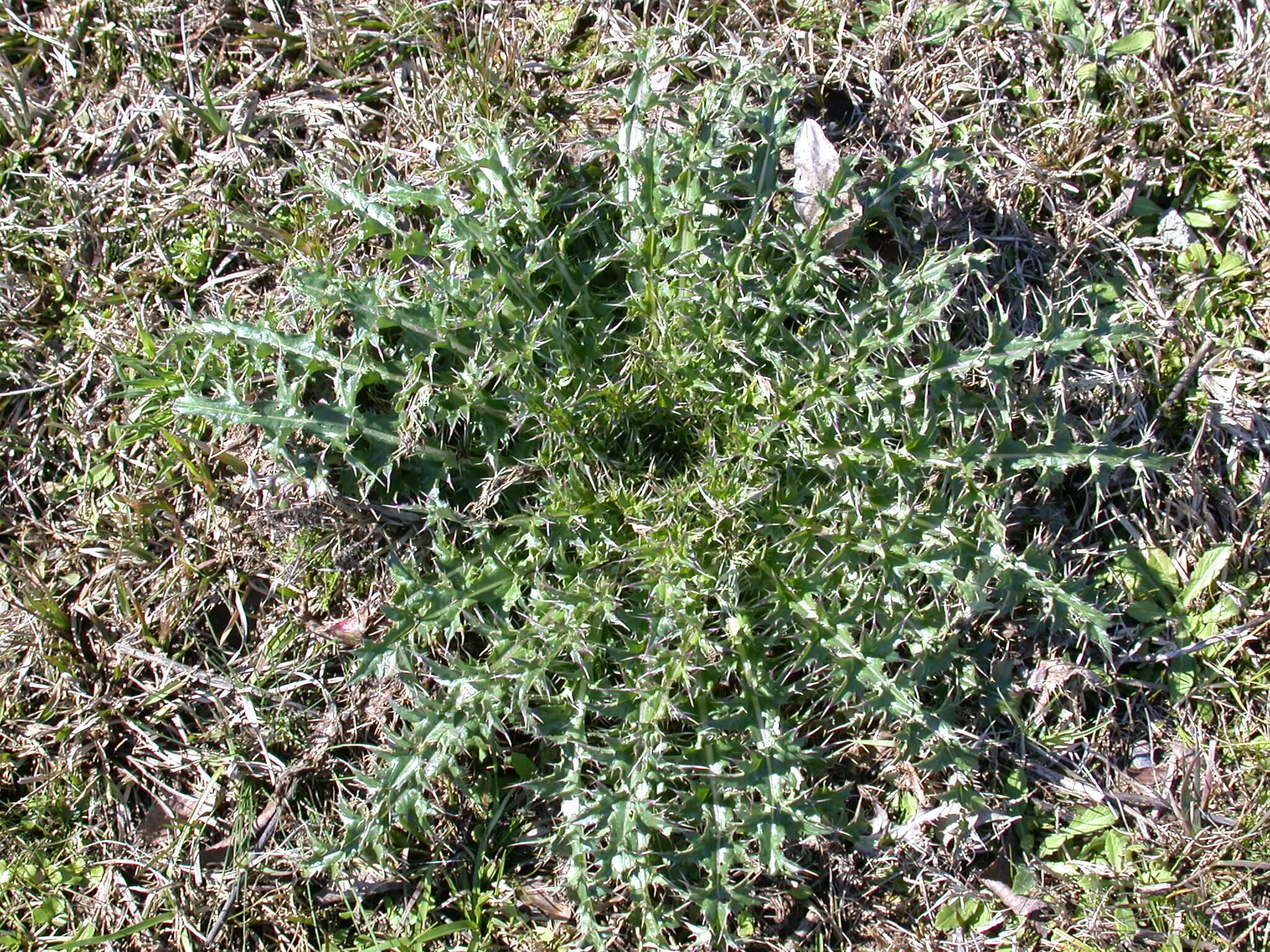 Ground Thistle