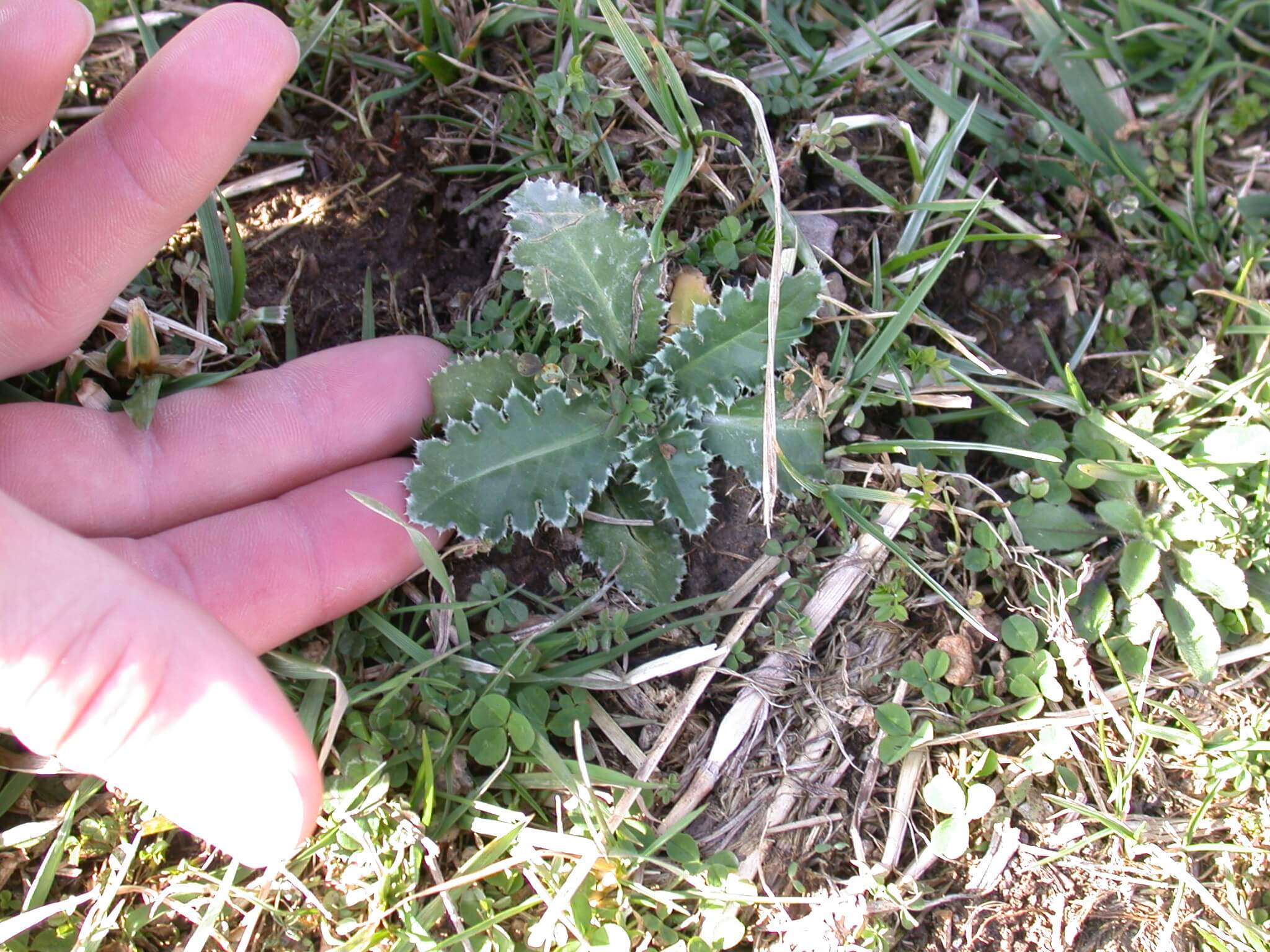 Ground Thistle