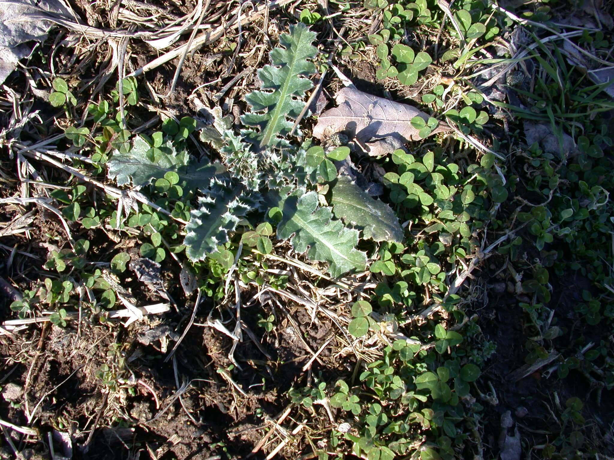 Ground Thistle