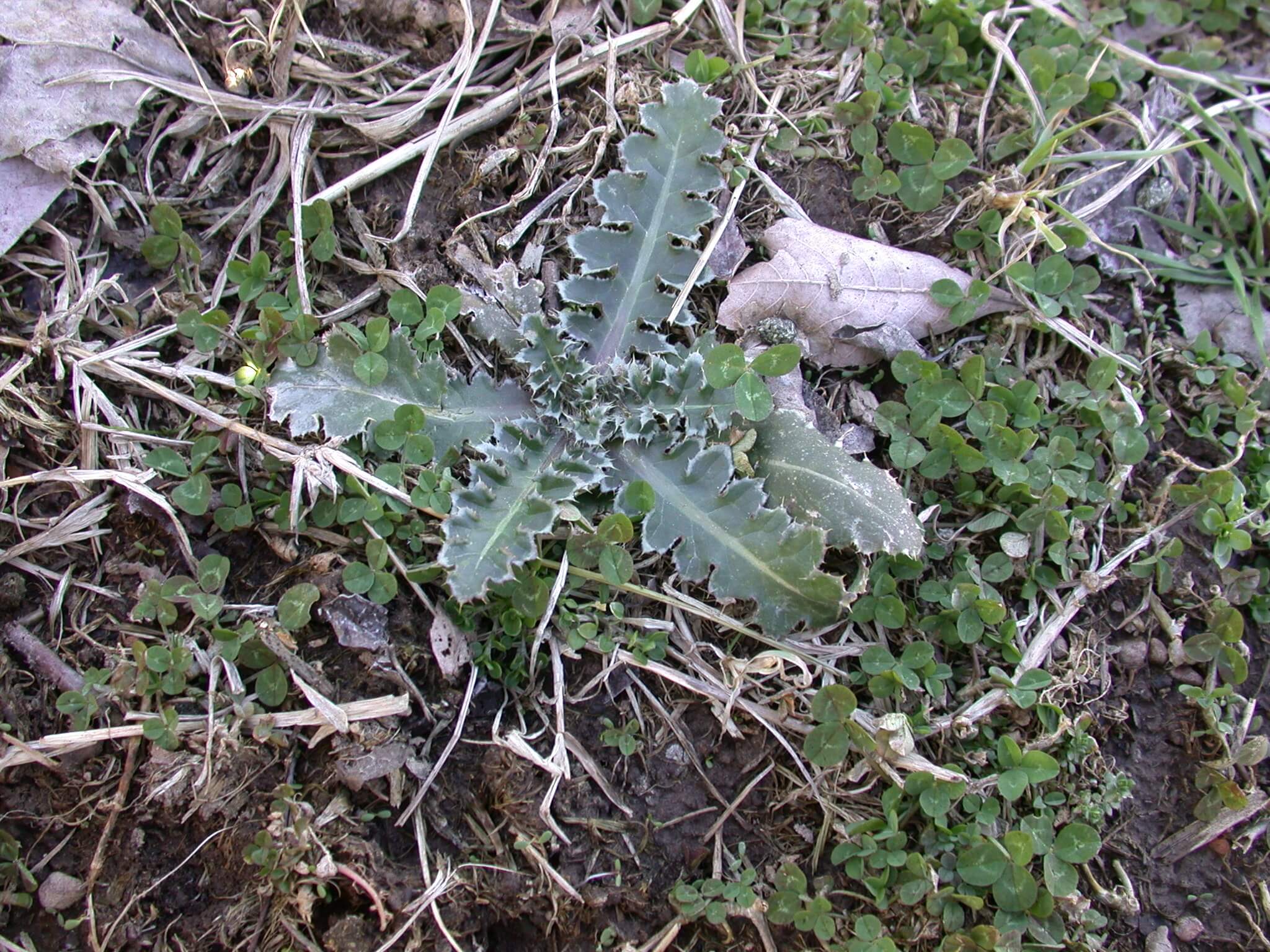 Ground Thistle