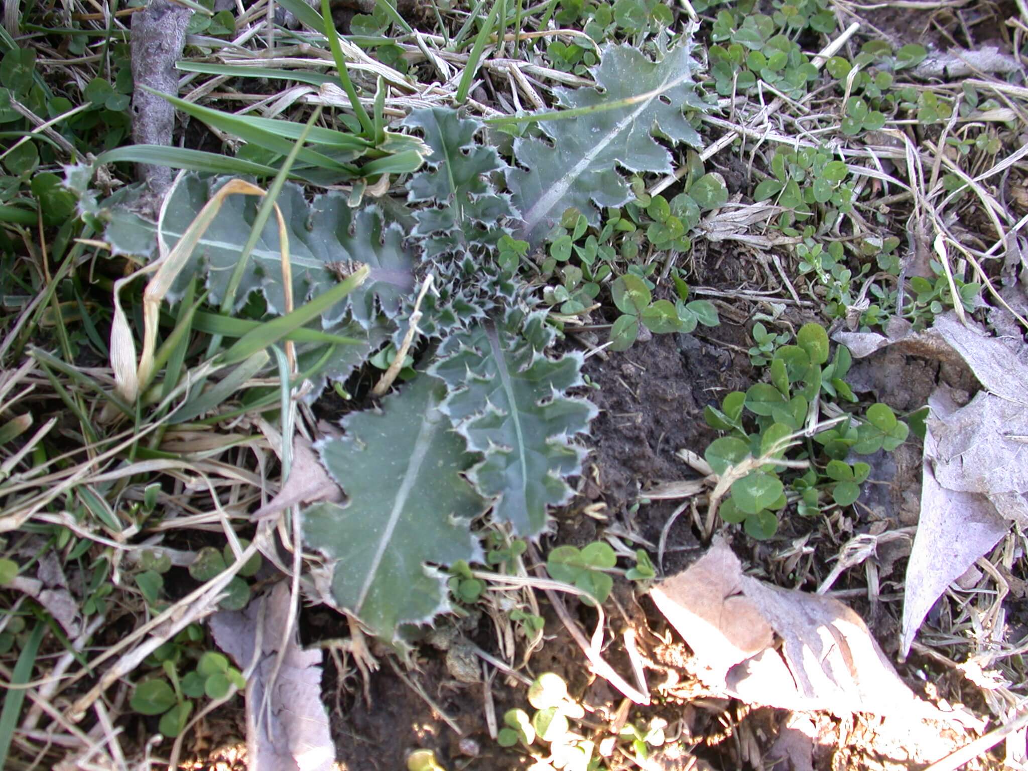 Ground Thistle