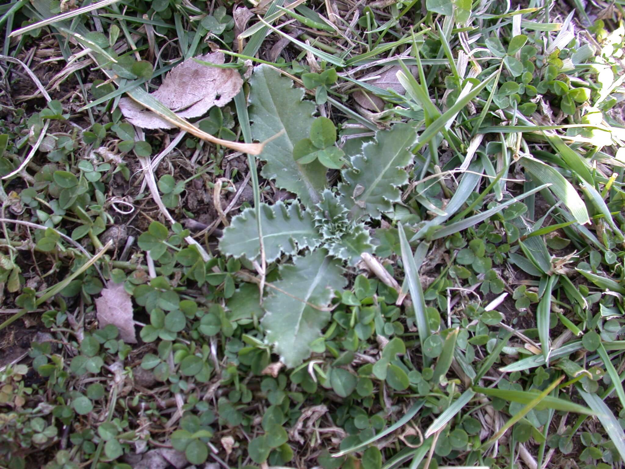 Ground Thistle