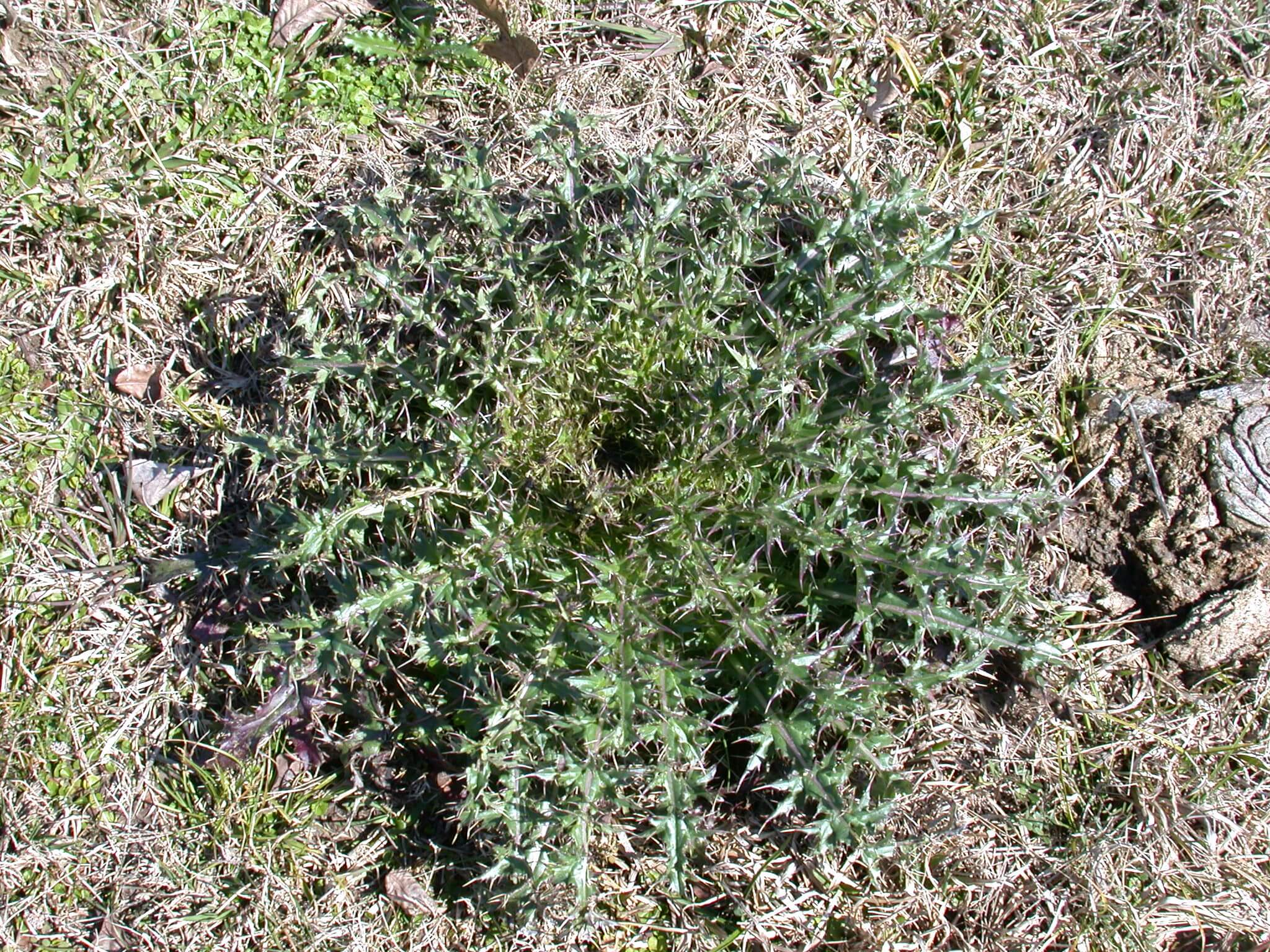 Ground Thistle