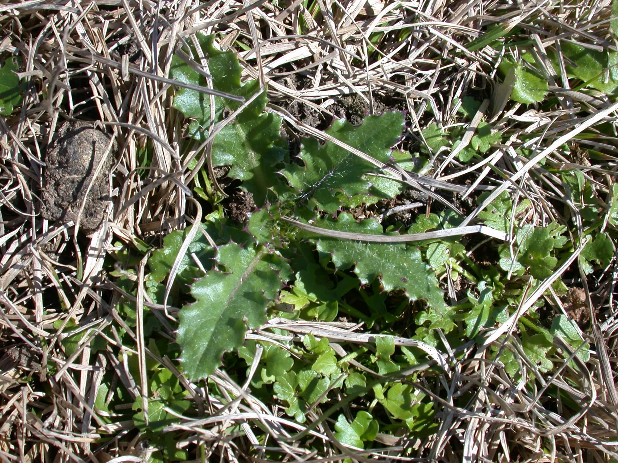 Ground Thistle