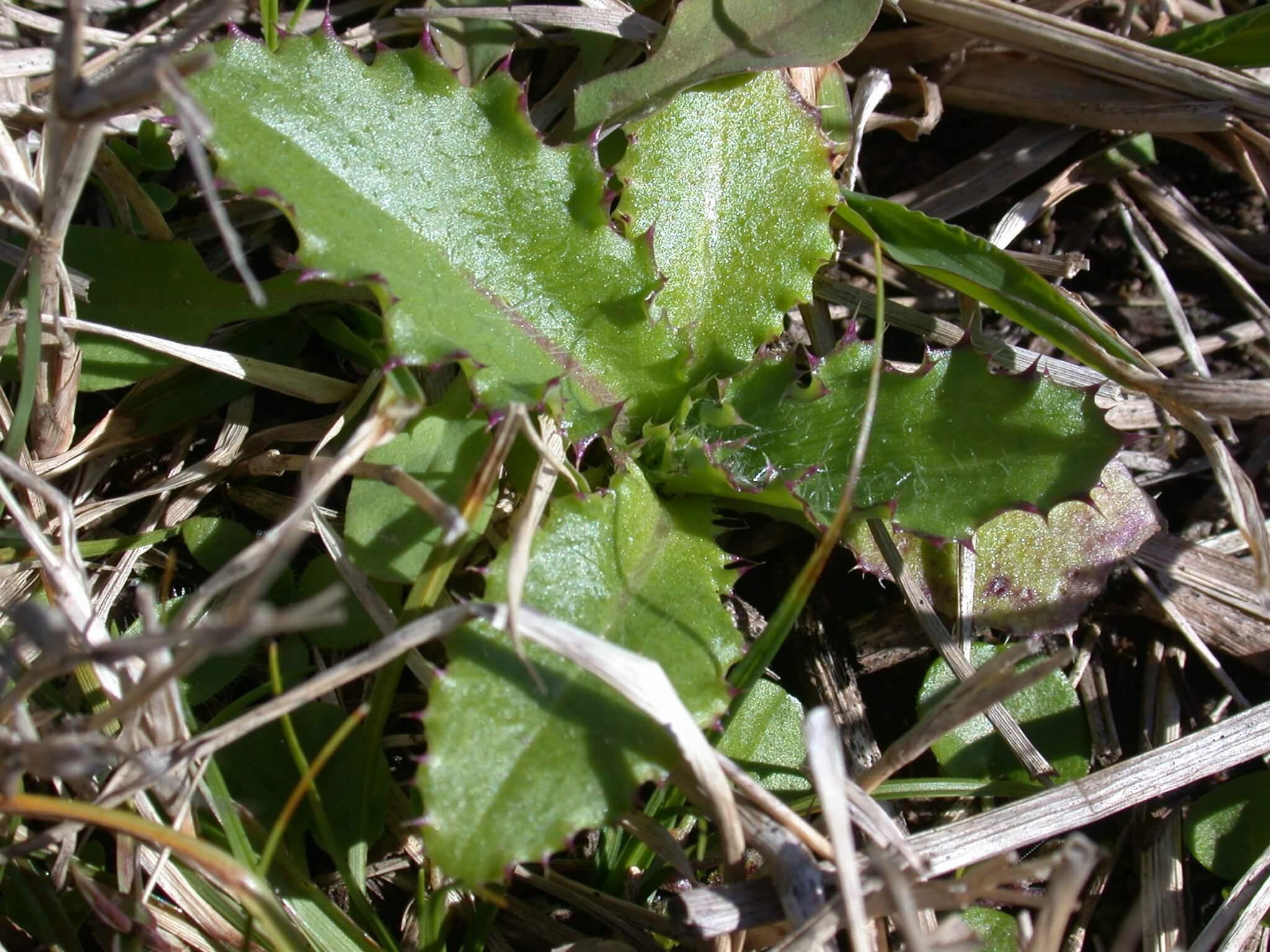 Ground Thistle