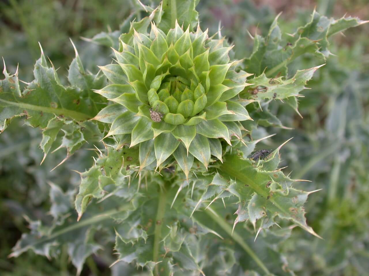 Musk Thistle Bud