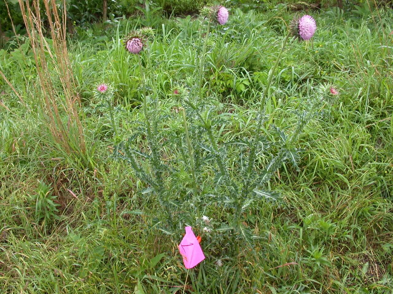 Musk Thistle