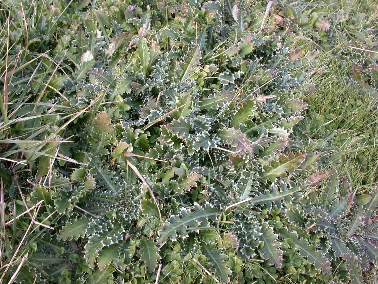 Musk Thistle