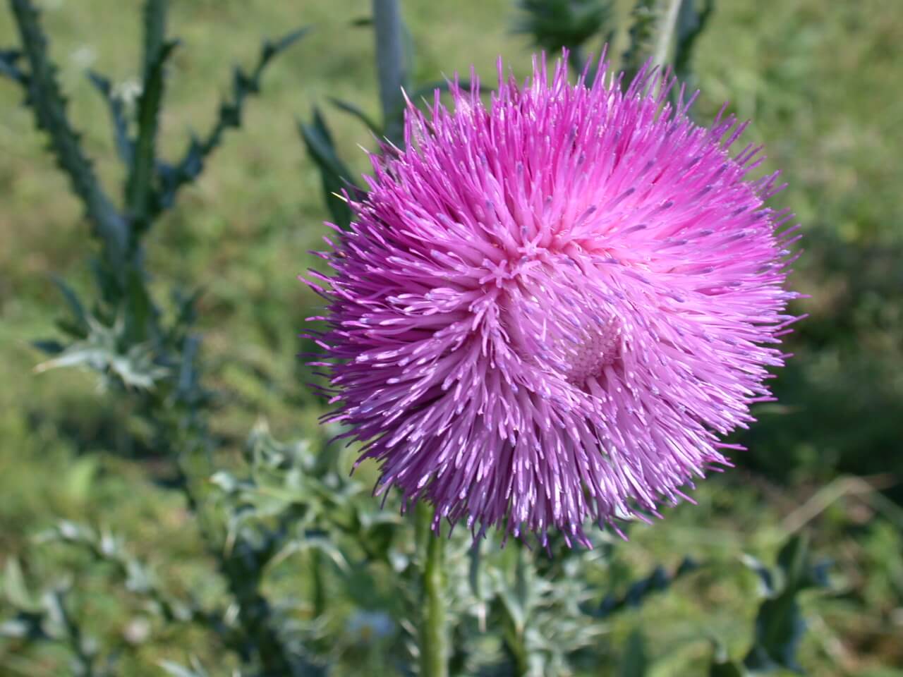 Musk Thistle Bloom