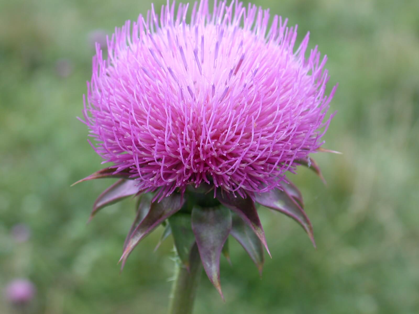 Musk Thistle Bloom