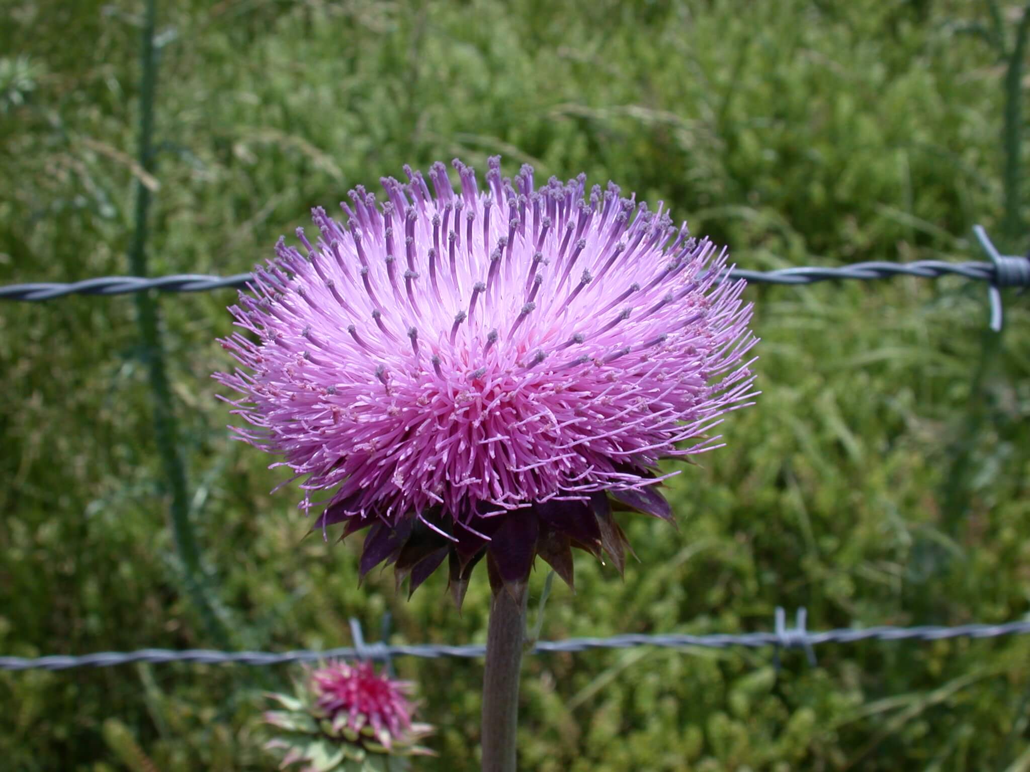 Musk Thistle Bloom