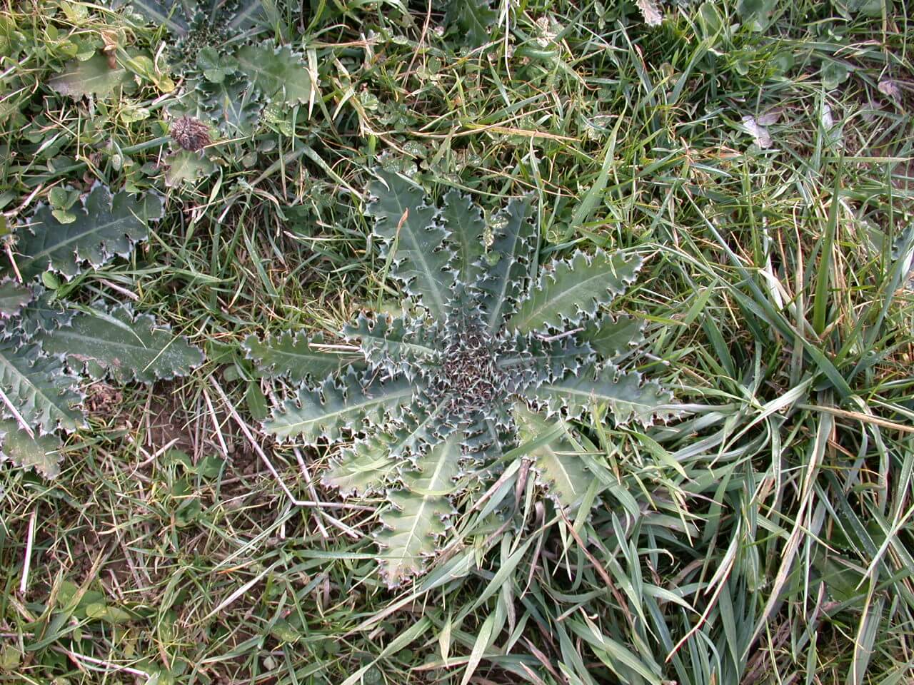 Musk Thistle Rosette