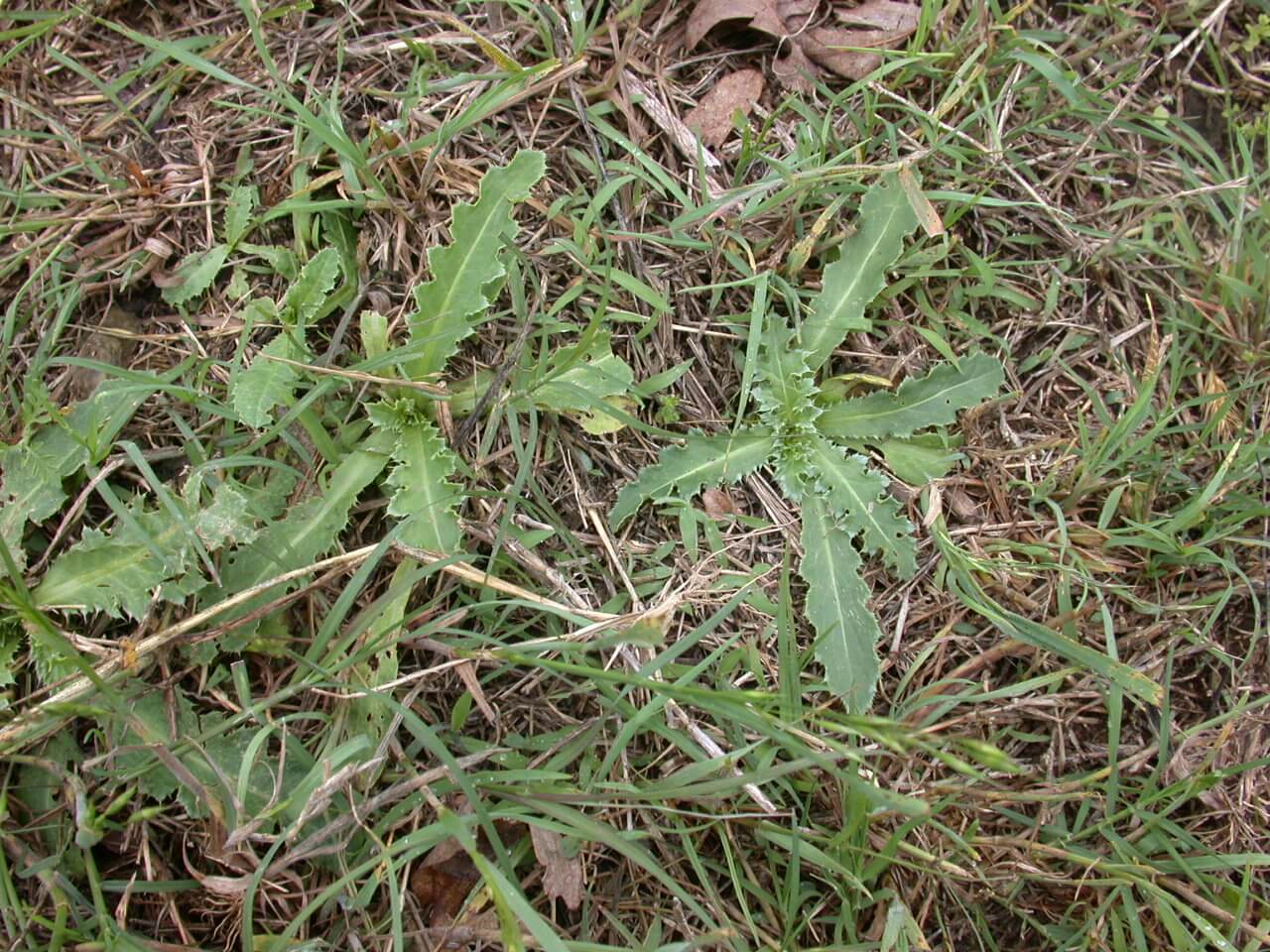 Musk Thistle Seedling