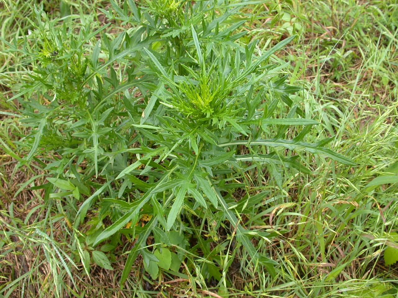 Tall Thistle