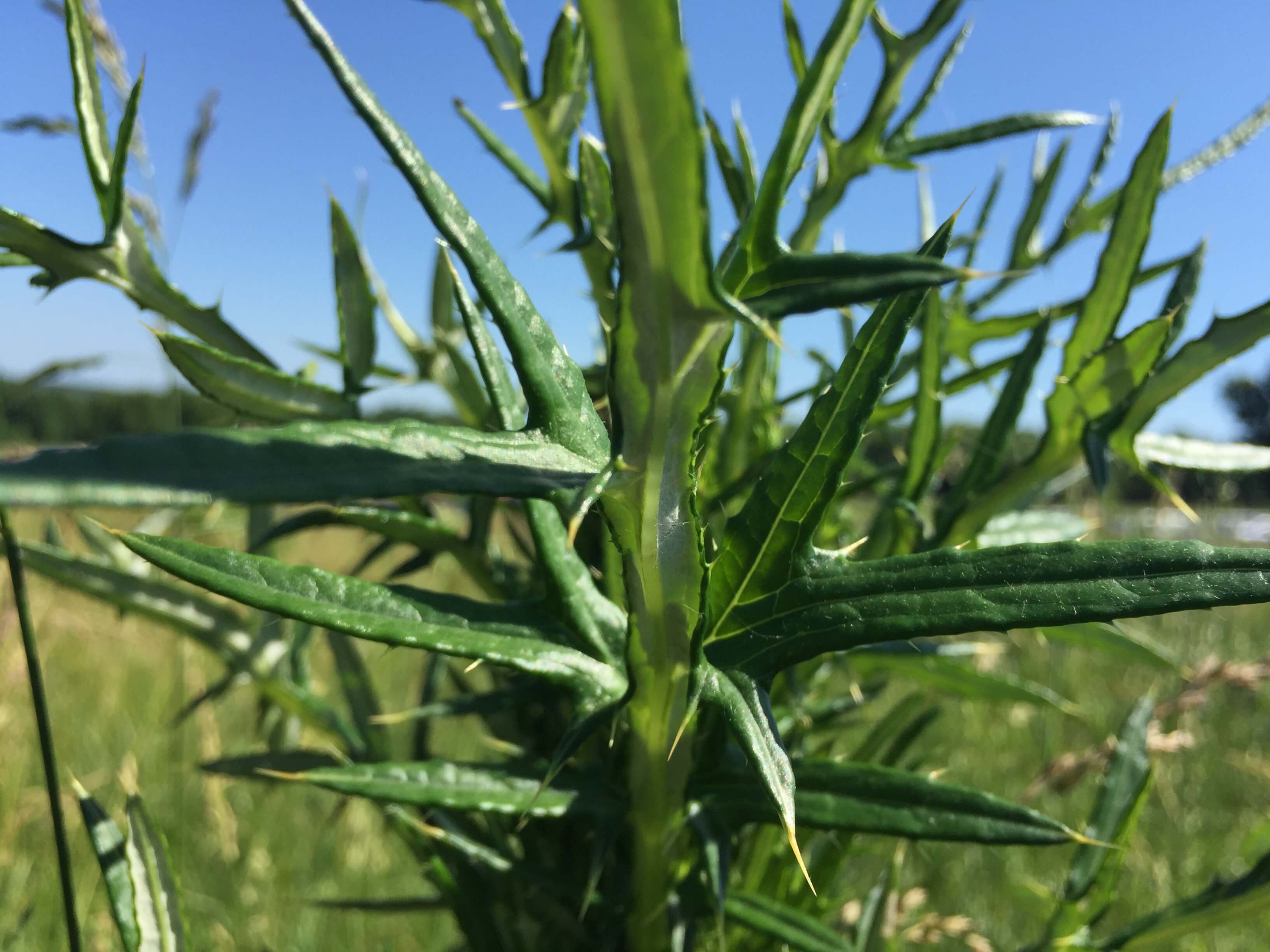 Tall Thistle