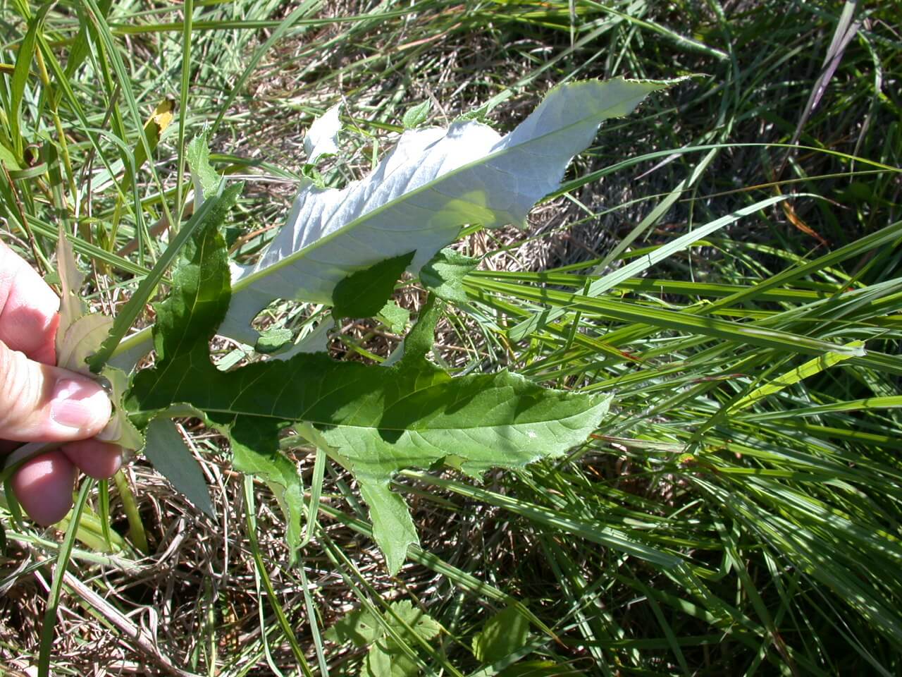 Tall Thistle Leaf