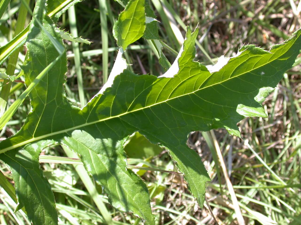 Tall Thistle Leaf