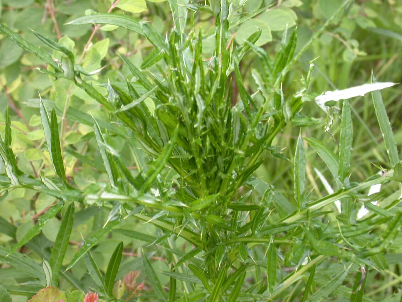 Tall Thistle Plant