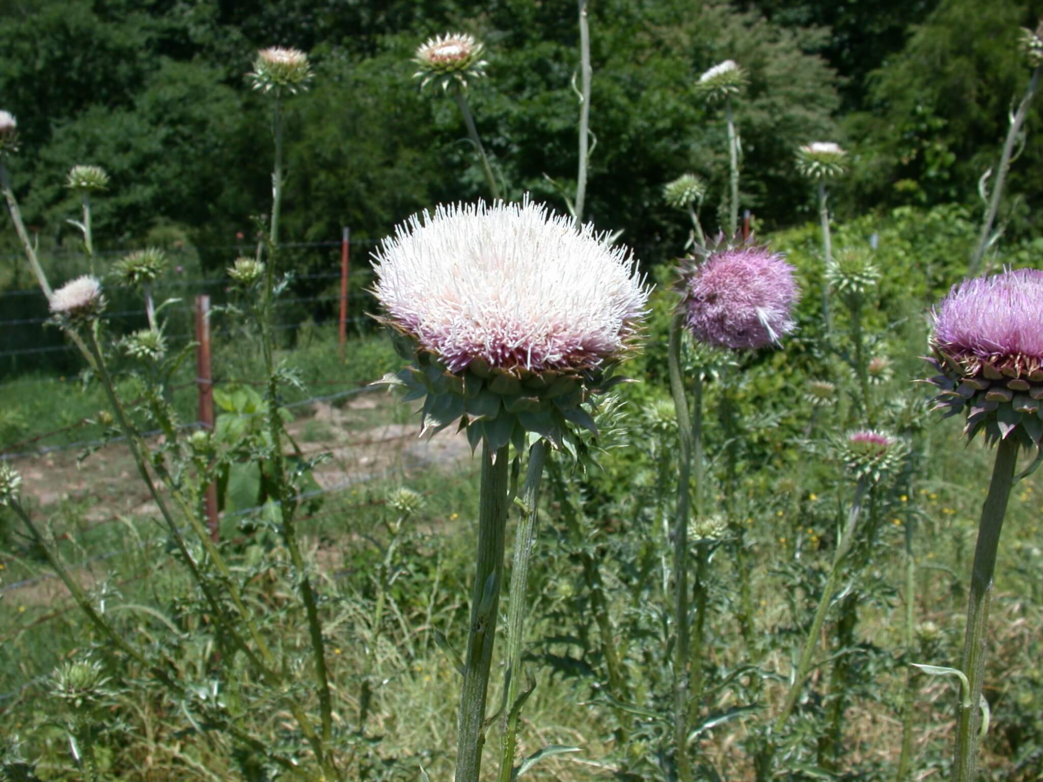 Thistle Bloom