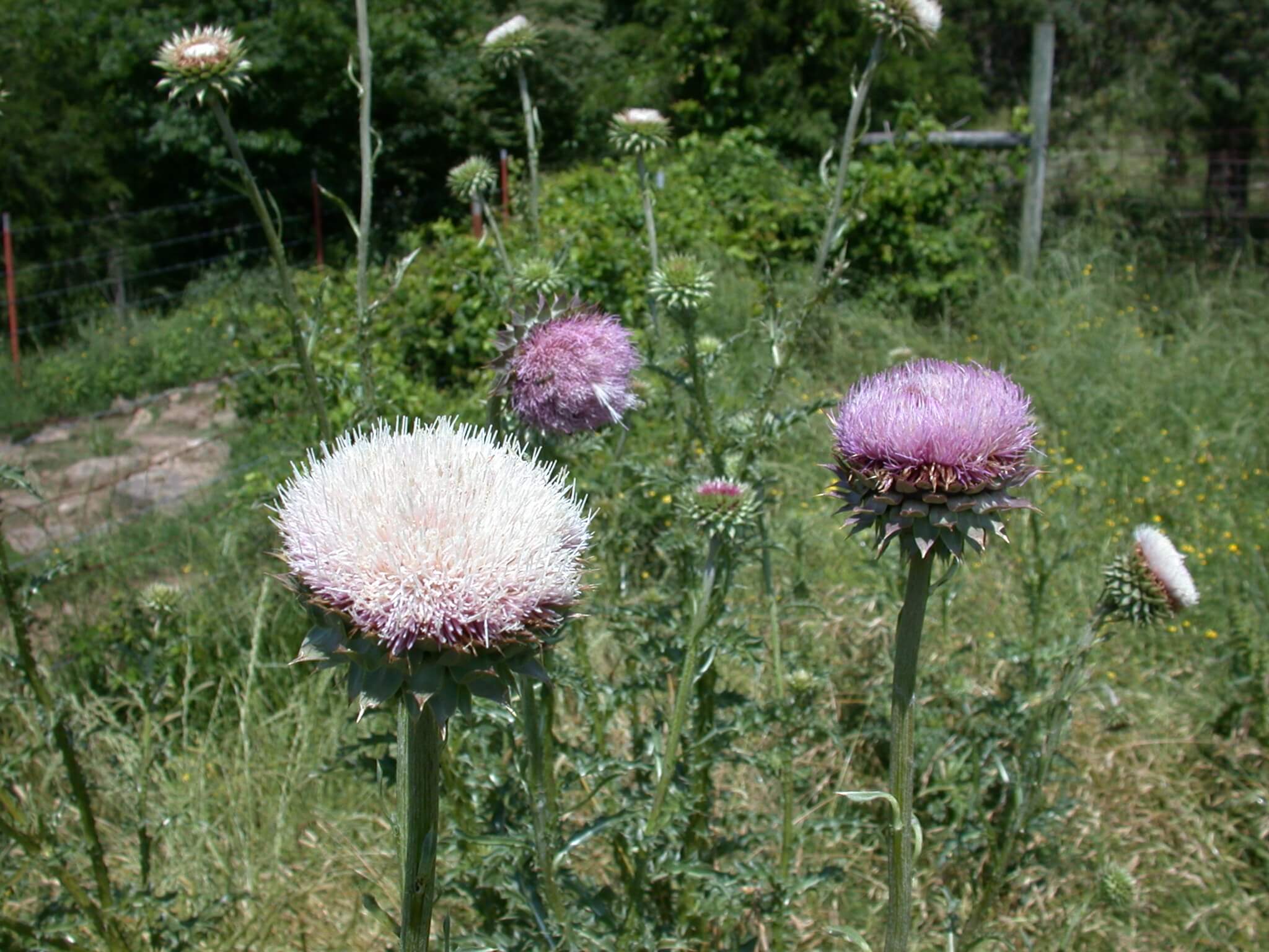 Thistle Bloom