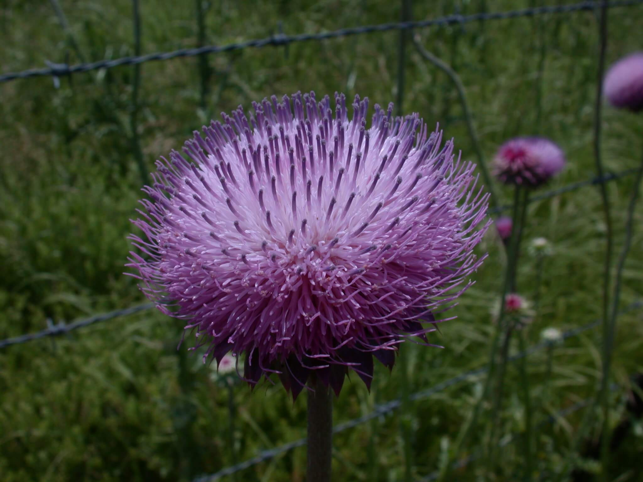 Thistle Bloom