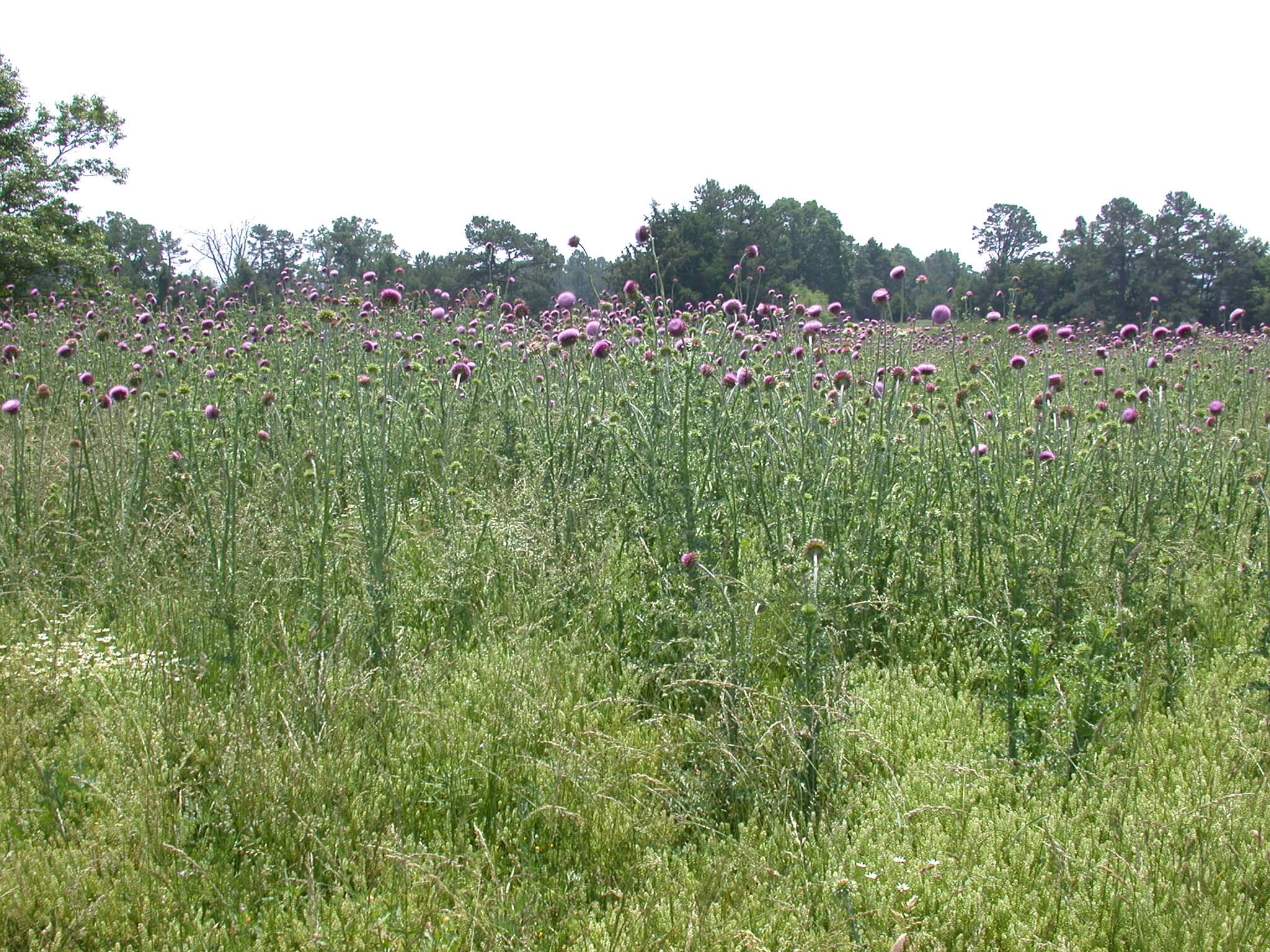 Thistle Field