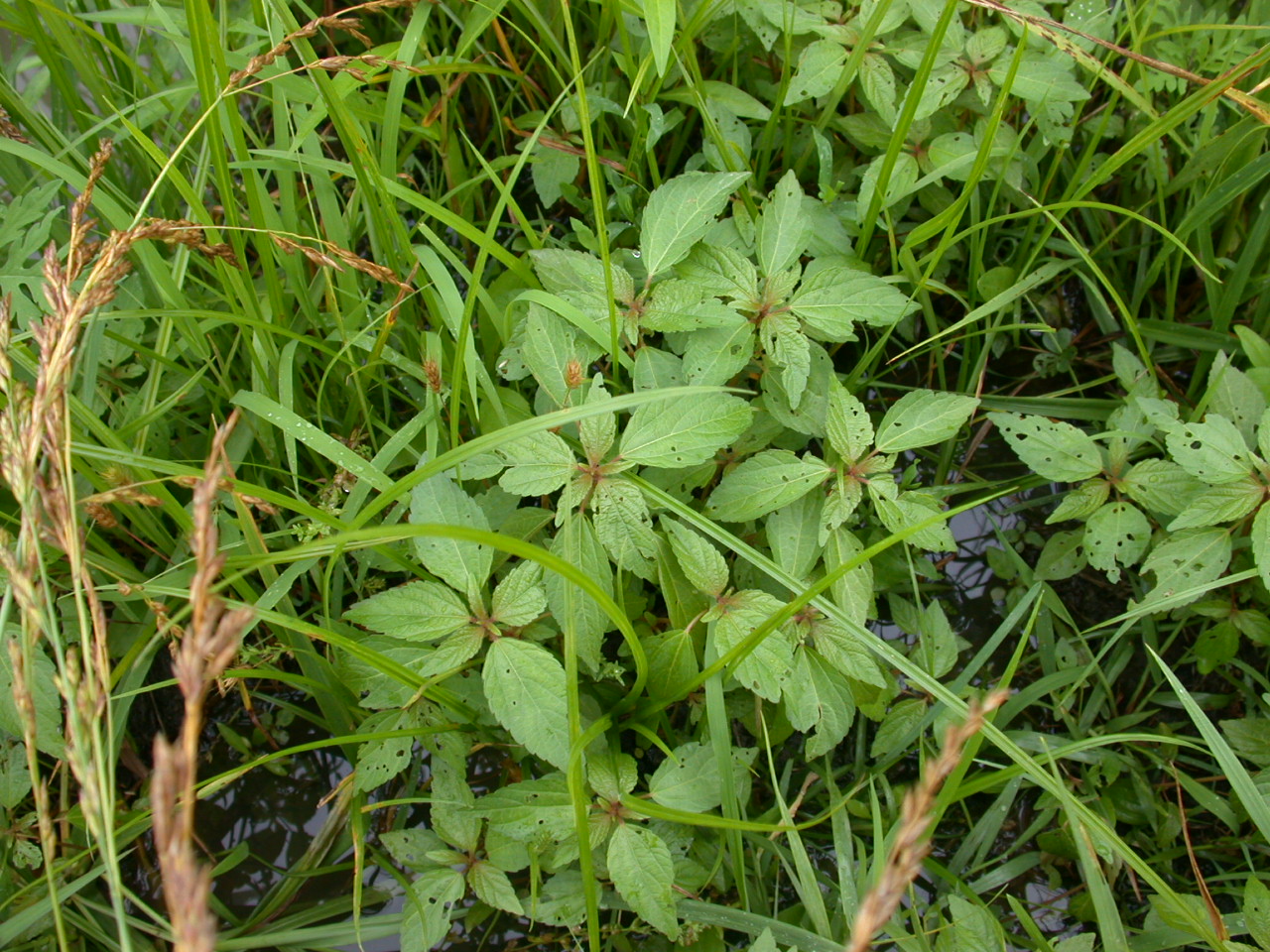 Three Seeded Mercury