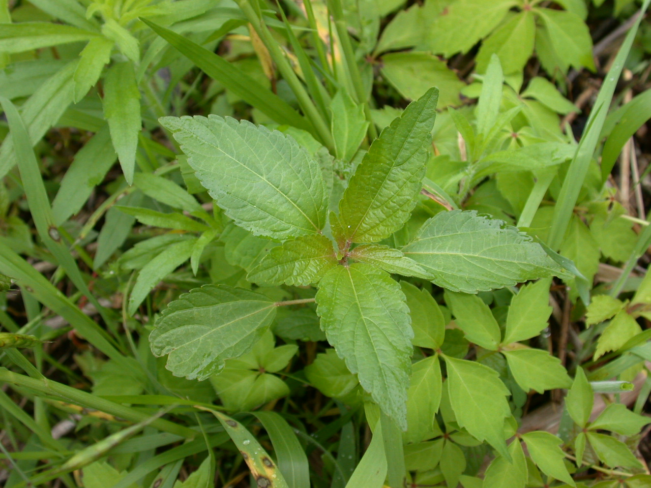 Three Seeded Mercury