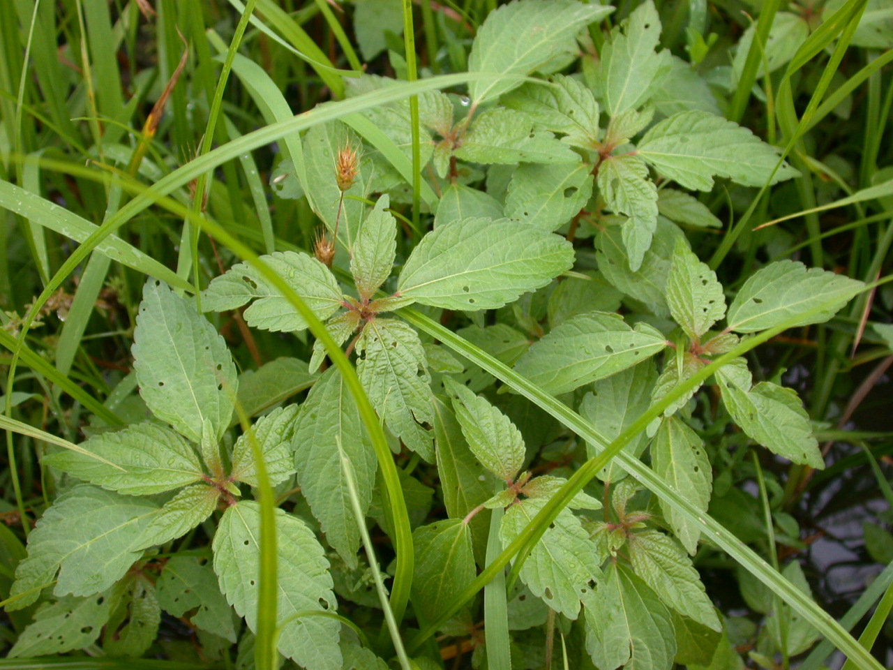 Three Seeded Mercury