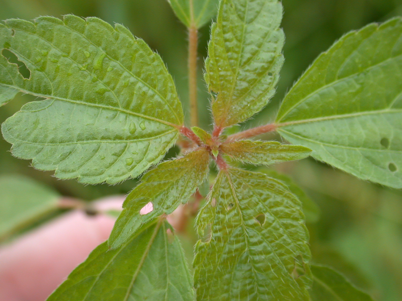 Three Seeded Mercury Rosette