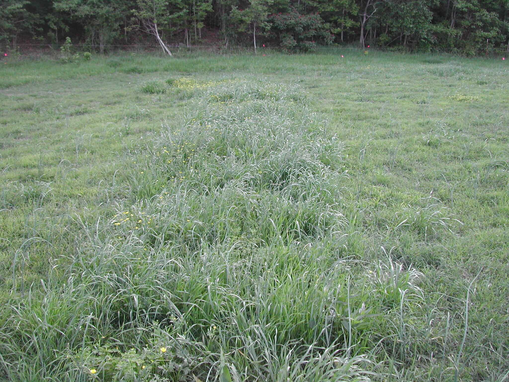 Field view wild garlic.